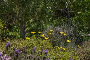 385 Cedar Rd, Bolinas, CA 94924 - Photo 42