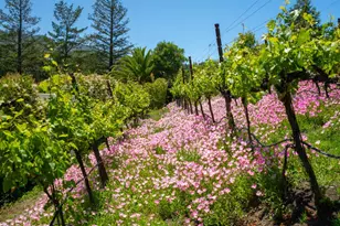 25 Saddle Ln, Novato, CA 94947 - Photo 56