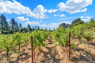 875 White Cottage Rd, Angwin, CA 94508 - Photo 12