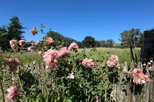 39 Carrie St, Tomales, CA 94971 - Photo 40