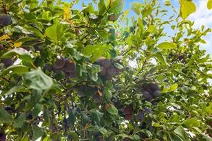 232 Twin Oaks Way, Healdsburg, CA 95448 - Photo 34