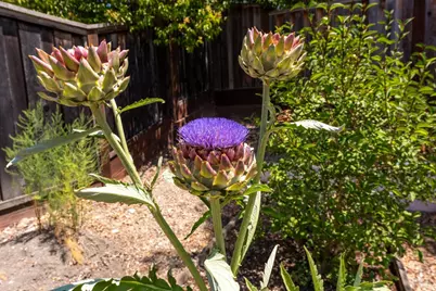 408 Buena Tierra Court, Windsor, CA 95492 - Photo 38