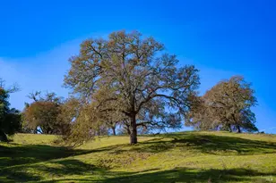 970 Conn Valley Rd, Saint Helena, CA 94574 - Photo 36