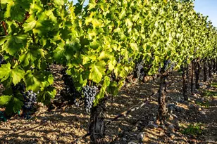 1095 Hardman Ave, Napa, CA 94558 - Photo 16