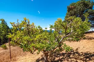 11901 Clow Ridge Rd, Philo, CA 95466 - Photo 54