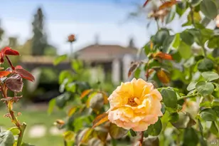 483 E Napa St, Sonoma, CA 95476 - Photo 76