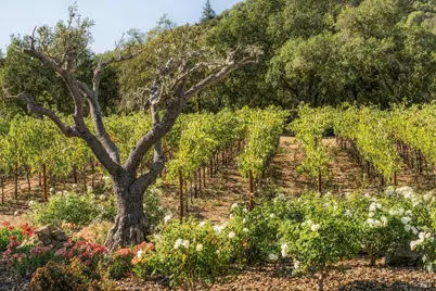 45 Vineyard View Drive, Napa, CA 94558 - Photo 90