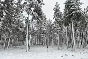 9586 Sierra Springs Way, Pinetop, AZ 85935 - Photo 1