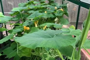 4654 Sweeping Vista Dr, Pinetop, AZ 85935 - Photo 32