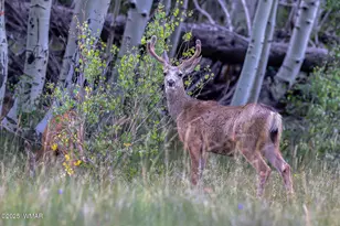 640 S 27th Ave, Show Low, AZ 85901 - Photo 38