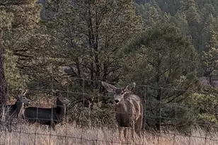 2901 Ridge Cir, Overgaard, AZ 85933 - Photo 36