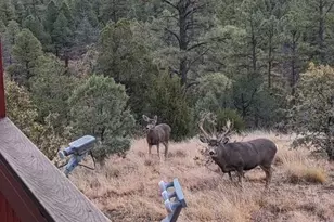 2901 Ridge Cir, Overgaard, AZ 85933 - Photo 34