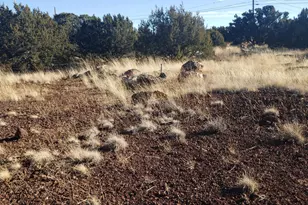 1786 Doughty Pl, Show Low, AZ 85901 - Photo 1