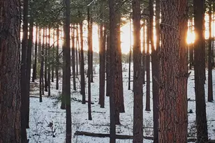 5533 Deer Run, Pinedale, AZ 85934 - Photo 36