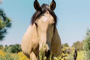 2344 S Buffalo Loop, Overgaard, AZ 85933 - Photo 44