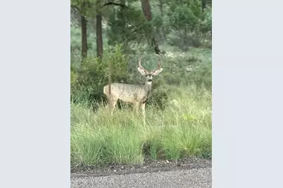 2344 S Buffalo Loop, Overgaard, AZ 85933 - Photo 40