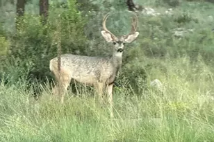 2344 S Buffalo Loop, Overgaard, AZ 85933 - Photo 40