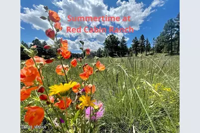 Lot 29 Red Cabin Ranch, Vernon, AZ 85940 - Photo 12