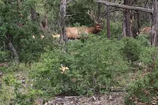 1901 S Little Creek Ct, Show Low, AZ 85901 - Photo 6