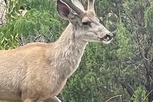 9410 Butler Trail, Snowflake, AZ 85937 - Photo 26