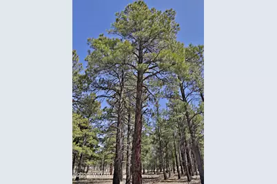 9579 Sierra Springs Drive, Pinetop, AZ 85935 - Photo 4