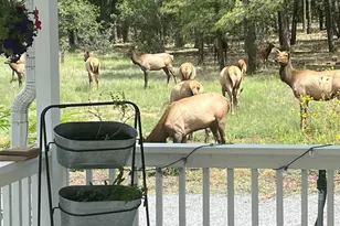 2865 Penney Ln, Lakeside, AZ 85929 - Photo 56