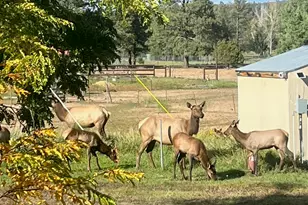 2865 Penney Ln, Lakeside, AZ 85929 - Photo 62