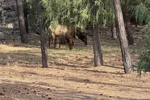 2865 Penney Ln, Lakeside, AZ 85929 - Photo 58