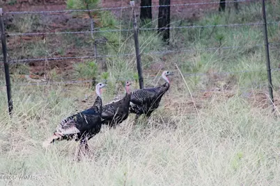 3350 W Rim Road Parcel #1, Lakeside, AZ 85929 - Photo 6