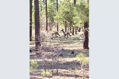 3350 W Rim Road Parcel #4, Lakeside, AZ 85929 - Photo 6