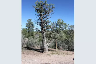 1663 Cactus Flower Road, Pinedale, AZ 85934 - Photo 2