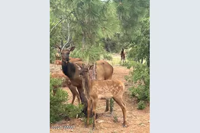 1610 W Snow Creek Trail, Show Low, AZ 85901 - Photo 8