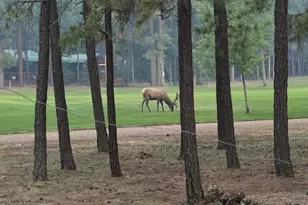 7451 Buck Springs Rd, Pinetop, AZ 85935 - Photo 36