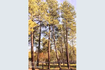 6673 Forest Avenue, Lakeside, AZ 85929 - Photo 36