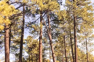 6673 Forest Ave, Lakeside, AZ 85929 - Photo 36