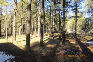 9286 Grizzly Bear Rd, Lakeside, AZ 85929 - Photo 10