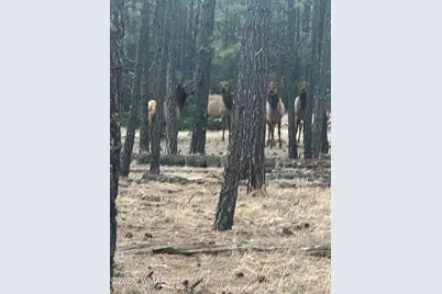 903 Birdsong Way, Lakeside, AZ 85929 - Photo 34