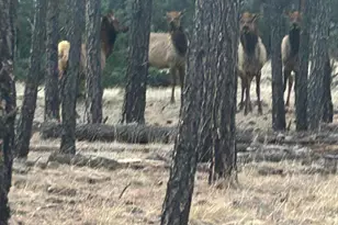 903 Birdsong Way, Lakeside, AZ 85929 - Photo 34