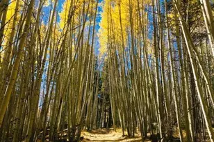 4297 Eagle Cir, Pinetop, AZ 85935 - Photo 28