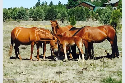 2381 Quarter Horse Trail, Overgaard, AZ 85933 - Photo 36