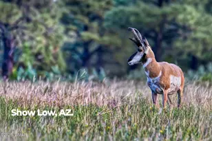 4520 W Tatanka Loop, Show Low, AZ 85901 - Photo 34