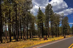 3361 W Hansen, Show Low, AZ 85901 - Photo 44