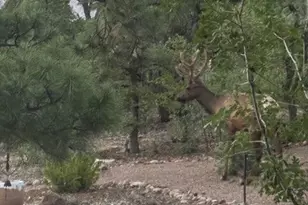 1491 W Snow Creek Trail, Show Low, AZ 85901 - Photo 54