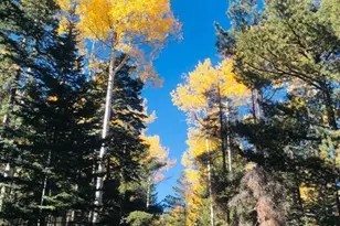 9516 Sierra Springs Dr, Pinetop, AZ 85935 - Photo 60