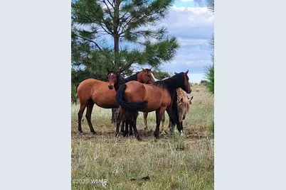 2654 Palomino Trail, Overgaard, AZ 85933 - Photo 42