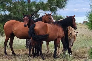 2654 Palomino Trail, Overgaard, AZ 85933 - Photo 42
