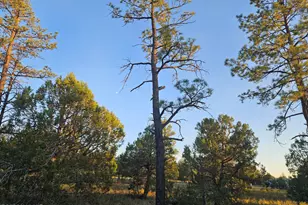 4843 Bison Trail, Lakeside, AZ 85929 - Photo 8