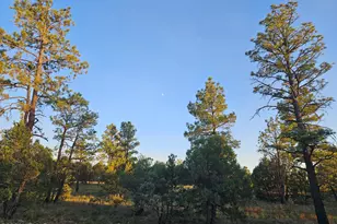 4843 Bison Trail, Lakeside, AZ 85929 - Photo 8