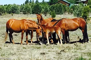 2351 Quarter Horse Trl, Overgaard, AZ 85933 - Photo 40