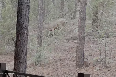 4840 Tatanka Drive, Show Low, AZ 85901 - Photo 26